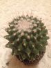 mammillaria polythele v.inermis nuda