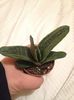 gasteria little warty