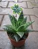 aloe tiki