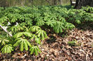 podophyllum-peltatum