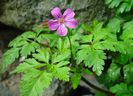 Geranium-robertianum