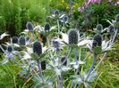 Eryngium giganteum