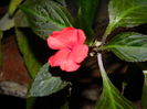 DSCN5502