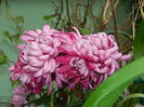 DSCN5524