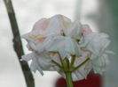 DSCN5528