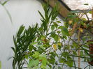 DSCN5529