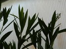DSCN5542
