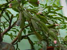 DSCN5554