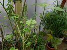 DSCN5562