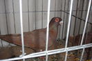 DSC01524