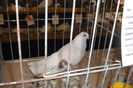 DSC01550