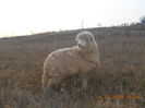 Picture 020