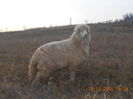 Picture 021