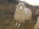 Picture 029