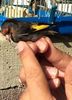 sticlete negru