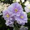 Geranium pratense Summer Skies