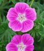 Geranium sanguineum Elke