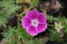 Geranium sanguineum Elke