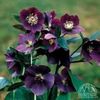 Helleborus orientalis Metallic Blue Lady