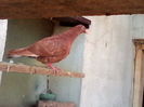 IMG - 1
