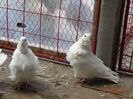 DSC09247