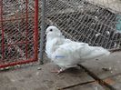 DSC09255