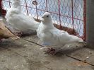 DSC09260