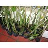 planta-de-vainilla-para-interiores-exteriores-au1_iZ59XvZxXpZ2XfZ24610602-427929052-2.jpgXsZ24610602