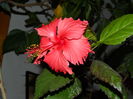 DSCN5586