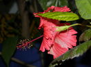 DSCN5590