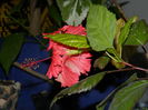 DSCN5591