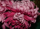 DSCN5592