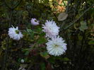 DSCN5601