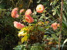 DSCN5609