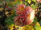 DSCN5624
