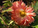 DSCN5628