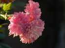 DSCN5635
