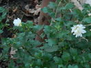 DSCN5645