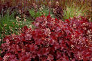 Heuchera Sparkling Burgundy