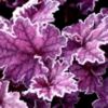 Heuchera Midnight Bayou