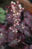 Heuchera Plum Royale