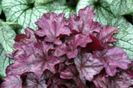 Heuchera Plum Royale