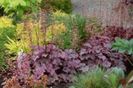 Heuchera Plum Royale