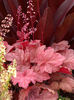 heuchera autumn leaves