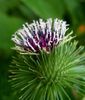 Arctium lappa (brusture,lipan)