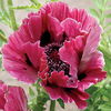 Papaver orient.Harlem