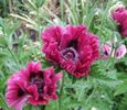 papaver-orientale-harlem