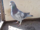 mascul 2014
