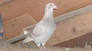DSC07650