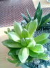 haworthia cymbiformis